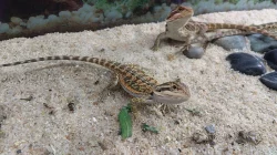 Mláďata-Agama Vousatá