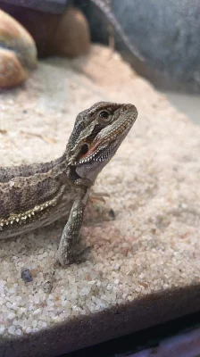 Mláďata-Agama Vousatá