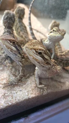 Mláďata-Agama Vousatá
