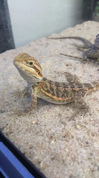 Mláďata-Agama Vousatá