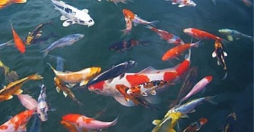 koupím jezírkové ryby