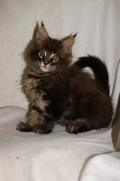 Mainská mývalí kotátka s PP-kocourek a kočička na prodej