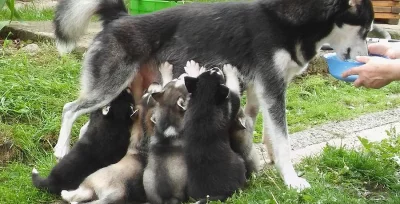 Sibiřský husky na prodej bez PP