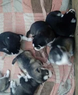 Sibiřský husky na prodej bez PP