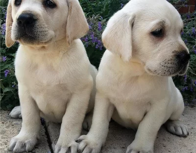 Labradorský retrívr