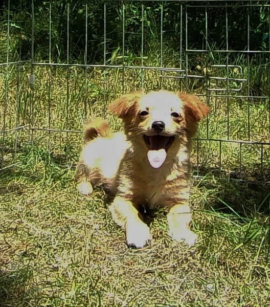 Civava - pejsek s PP