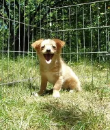 Civava - pejsek s PP