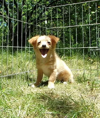 Civava - pejsek s PP