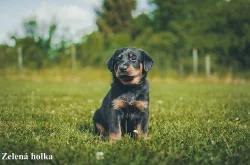 Štěňátka beaucerona s PP