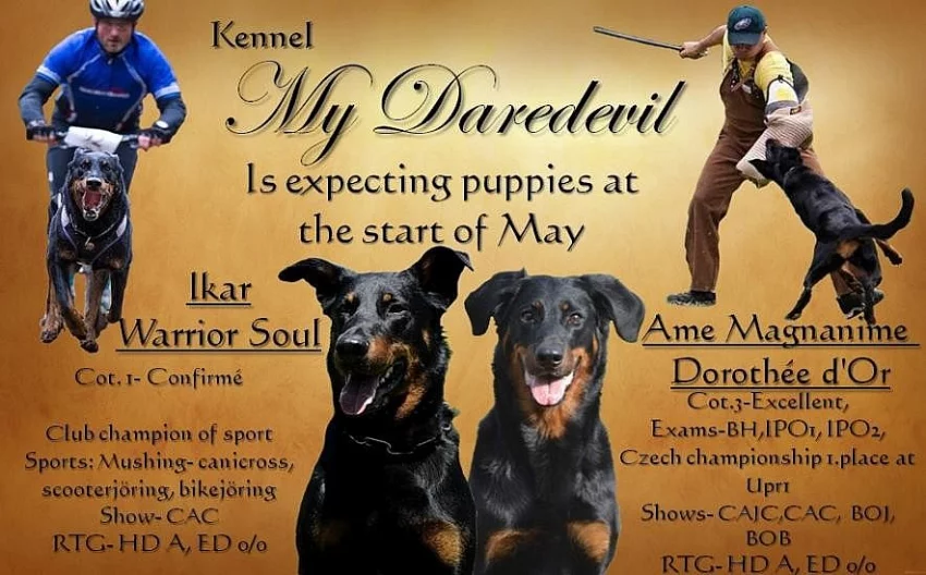 Štěňátka beaucerona s PP