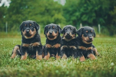 Štěňátka beaucerona s PP
