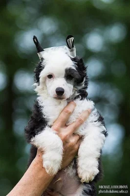 Čínský chocholatý pes