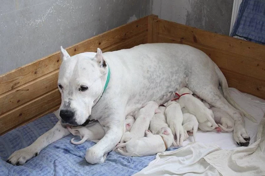 Argentinská doga - špičková štěňata s PP