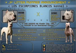 Argentinská doga - špičková štěňata s PP