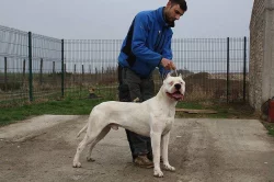 Argentinská doga - špičková štěňata s PP