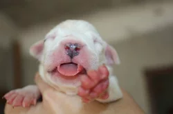 Argentinská doga - špičková štěňata s PP