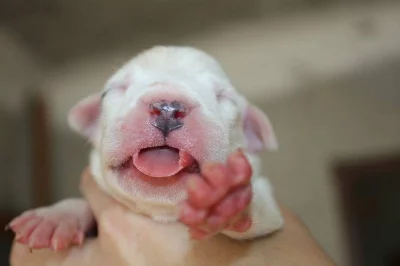 Argentinská doga - špičková štěňata s PP