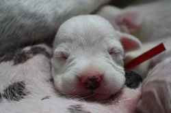 Argentinská doga - špičková štěňata s PP