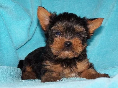 JORKŠÍRSKÝ TERIÉR  PRAHA