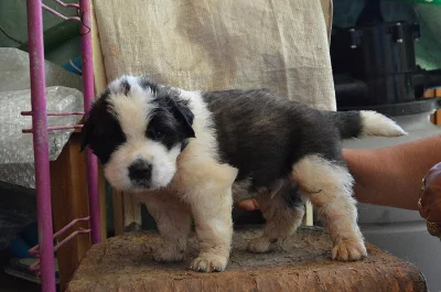 prodám štěně bernardýna