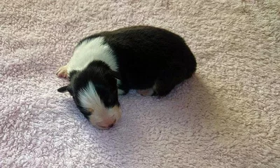 Australský ovčák s PP