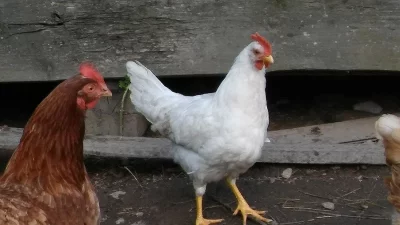 Leghorn kohouti