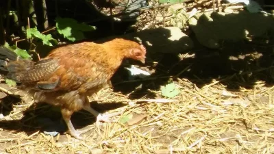 Zlata ceska kropenka kohout