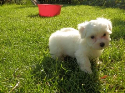 Maltézáček - čistokrevná štěňata