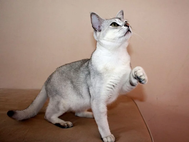 BURMILLA - ROČNÍ KOCOUREK