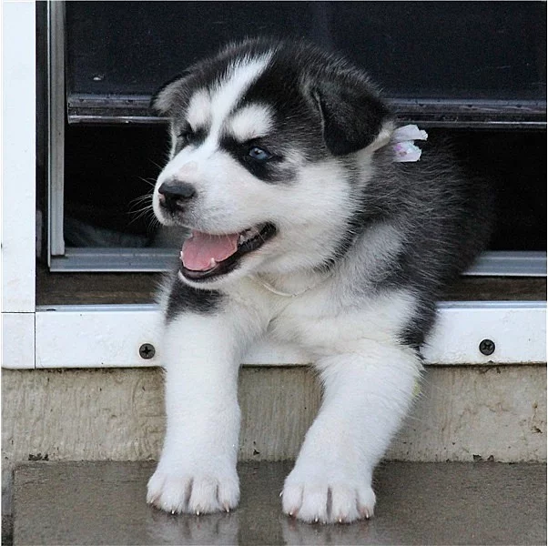 Sibiřský husky~~