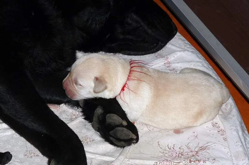 Labrador retriever