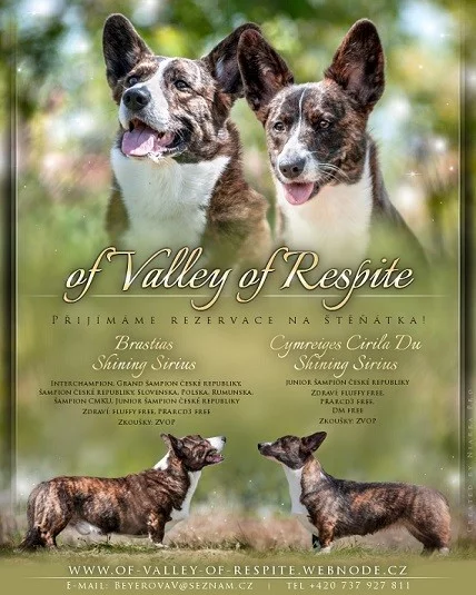 Štěňátka welsh corgi cardigan