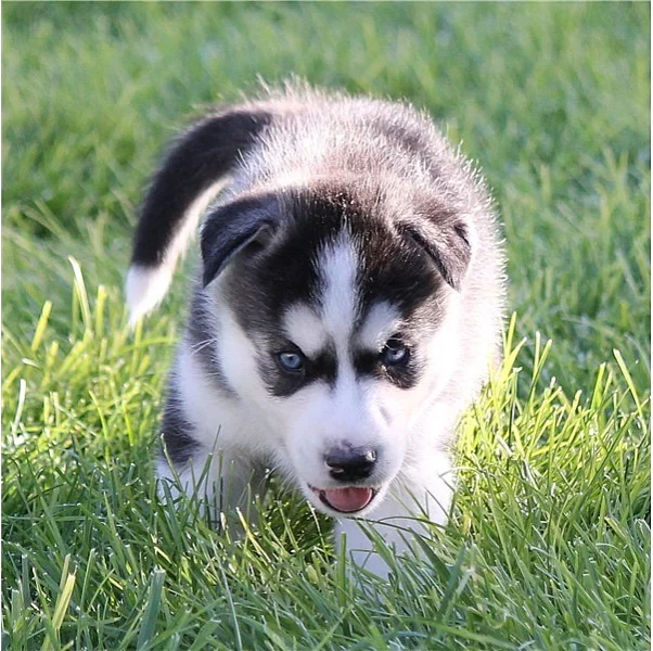 Sibiřský husky