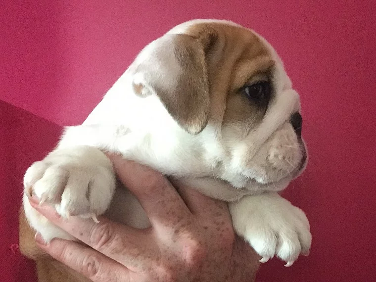Krásný mužský buldok Pup hledá nový domov