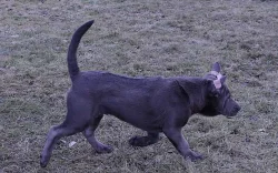 Thajský Ridgeback