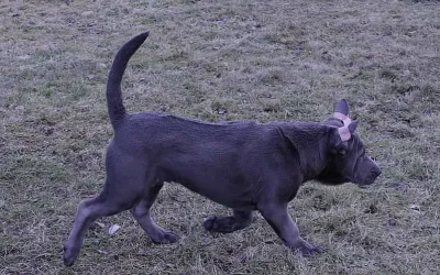 Thajský Ridgeback