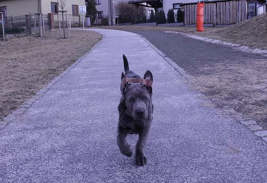 Thajský Ridgeback