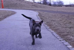 Thajský Ridgeback