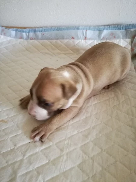 Pitbullterier