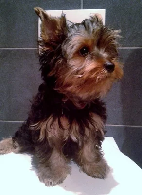 Yorkšírský teriér