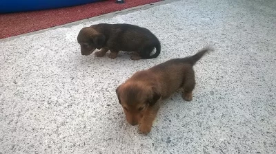 Prodám štěňata jezevčíka