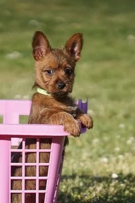 Australský teriér - štěně