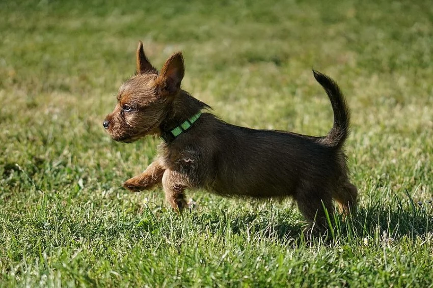 Australský teriér - štěně