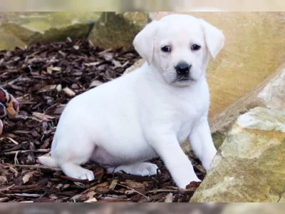 Labradorský retrívr