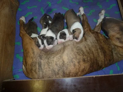 Anglický bullterier