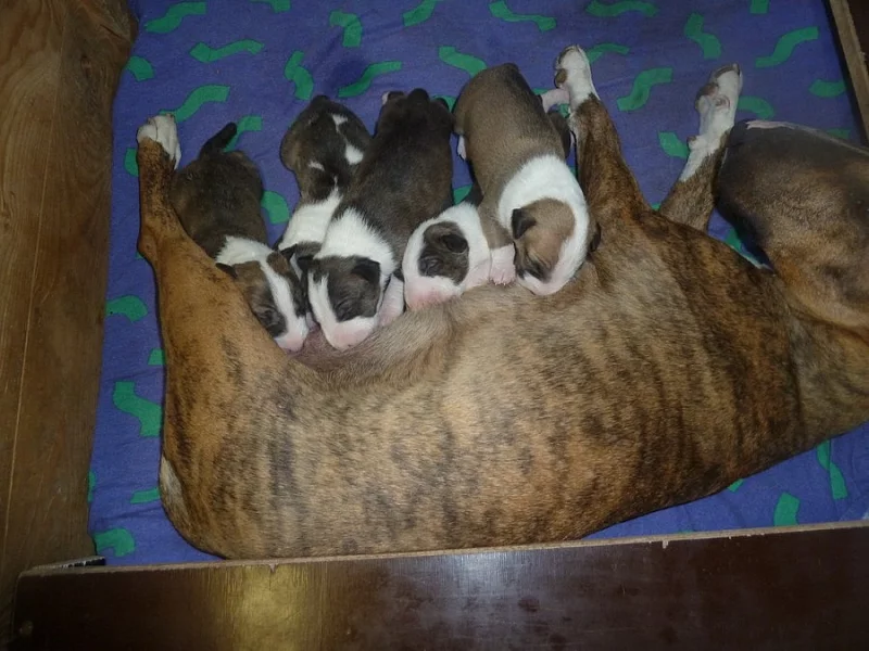 Anglický bullterier