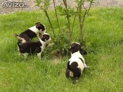 Čivava - kr. štěňátka bez PP