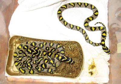 Užovky 1,1 Euprepiophis mandarinus