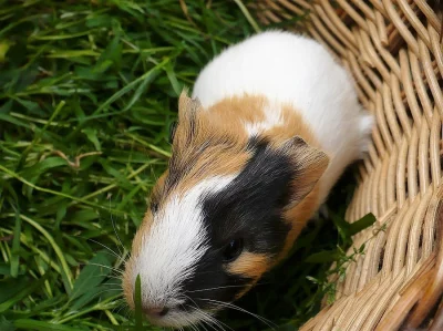 MORČE, MALÁ MORČÁTKA DO DOBRÝCH PODMÍNEK,