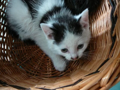 Darujeme koťátka - ihned k odběru - zdarma